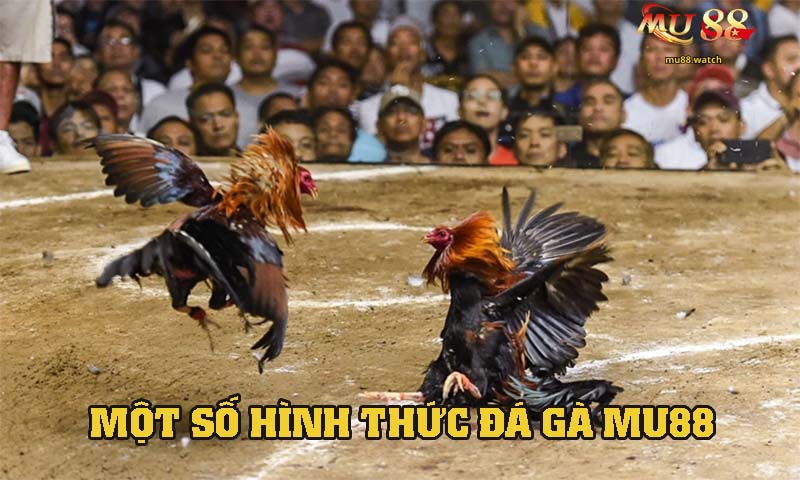 Một số các hình thức đá gà nổi bật 2026
